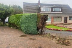 Wallace-tree-case-study-2-02