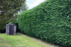 Wallace-tree-care-case-study-3-01