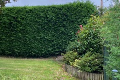 Wallace-tree-care-case-study-3-02