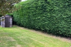Wallace-tree-care-case-study-3-05