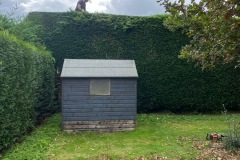 Wallace-tree-care-case-study-3-06