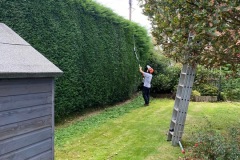 Wallace-tree-care-case-study-3-07