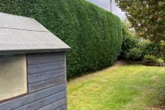 Wallace-tree-care-case-study-3-10