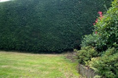 Wallace-tree-care-case-study-3-11