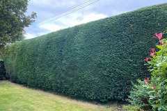 Wallace-tree-care-case-study-3-12