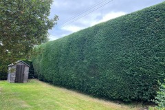 Wallace-tree-care-case-study-3-13