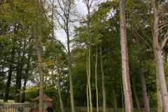 Wallace-tree-care-case-study-4-1