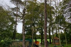 Wallace-tree-care-case-study-4-4