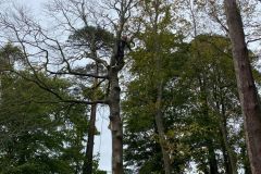 Wallace-tree-care-case-study-4-5