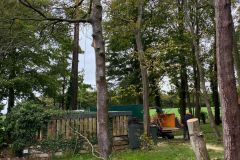 Wallace-tree-care-case-study-4-6