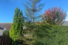 Wallace-tree-care-case-study-5a-before