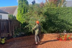 Wallace-tree-care-case-study-5b-after