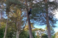 Wallace-tree-care-case-study-6a
