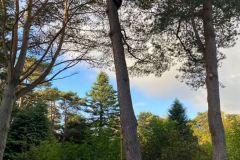 Wallace-tree-care-case-study-6b