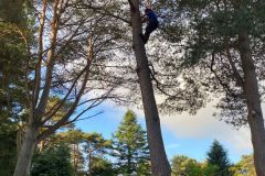 Wallace-tree-care-case-study-6c