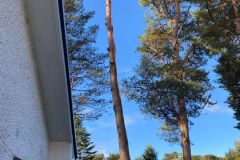 Wallace-tree-care-case-study-6d