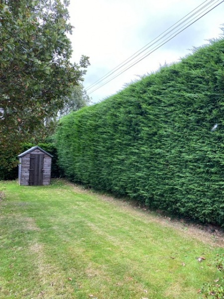 wallace-tree-care-03