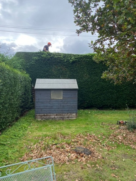 wallace-tree-care-05