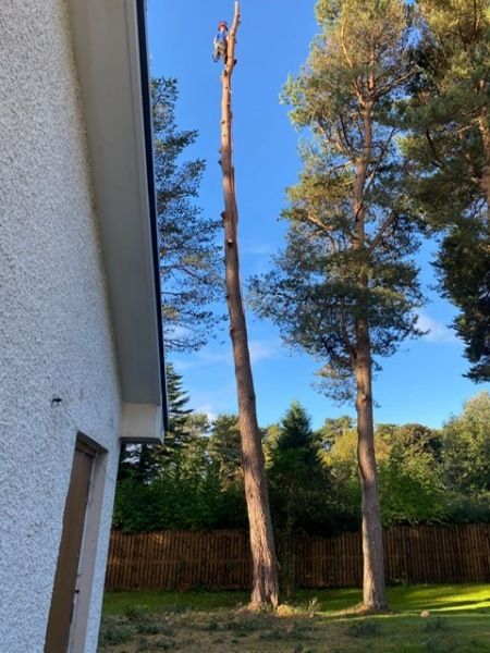 wallace-tree-care-18